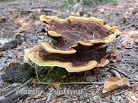 Dennenvoetzwam [Phaeolus schweinitzii]
